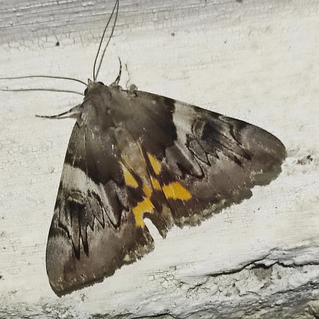 Catocala fulminea - galagonya-övesbagoly