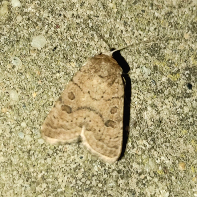 Hoplodrina octogenaria - barna selymesbagoly