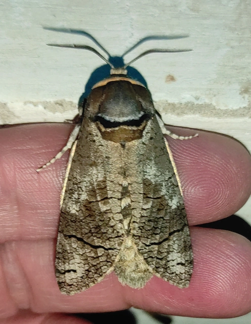 Cossus cossus - fűzfarontólepke