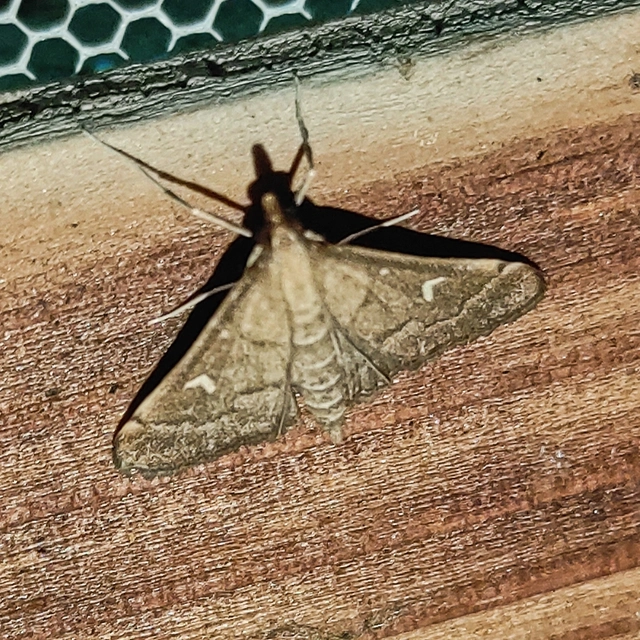 Dolicharthria punctalis - hosszúlábú tűzmoly