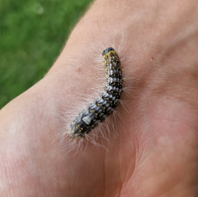 Acronicta megacephala - nagyfejű szigonyosbagoly