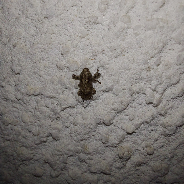 Gasterocercus depressirostris - laposorrú ormányos