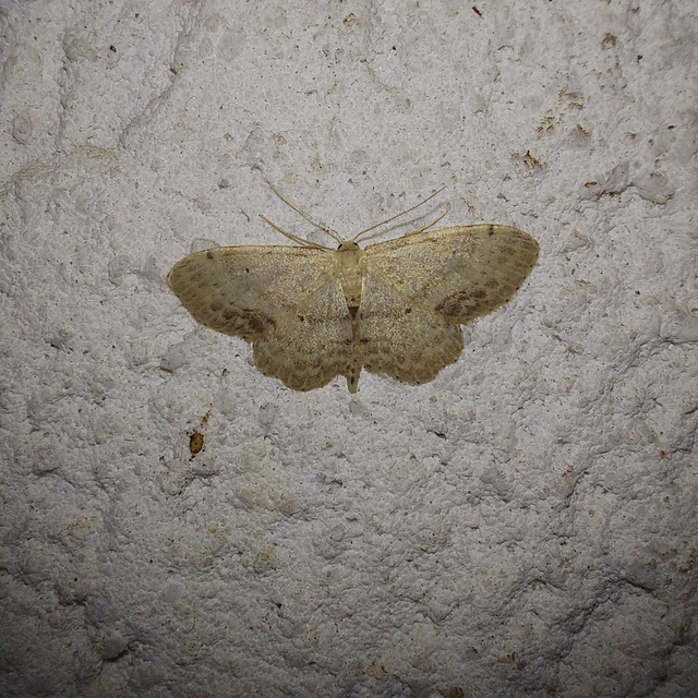 Idaea dimidiata - gyakori apróaraszoló