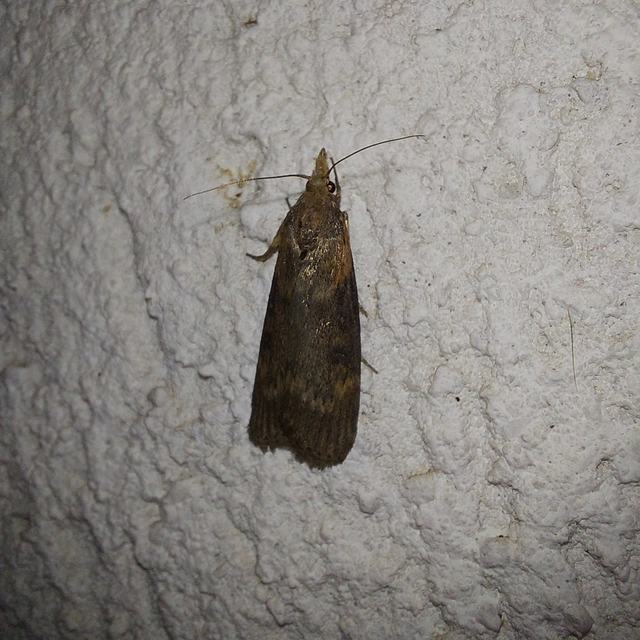 Lamoria