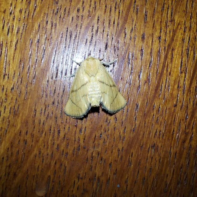 Apoda limacodes - kagylólepke