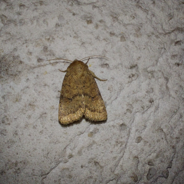 Hoplodrina octogenaria - barna selymesbagoly