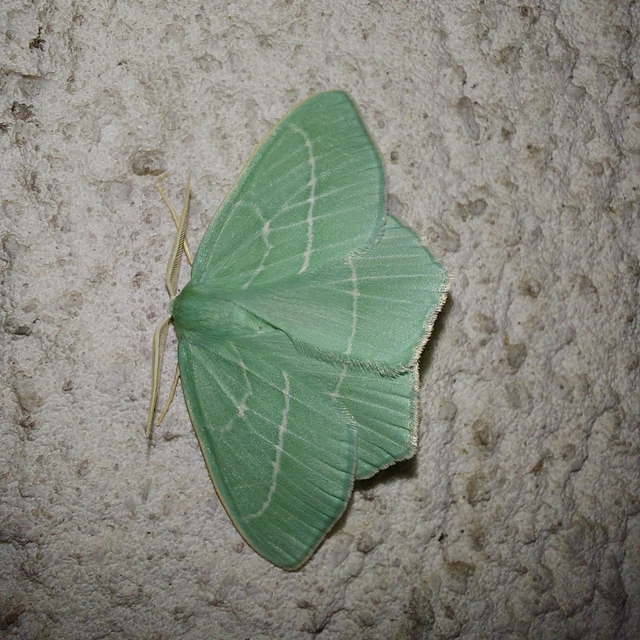 Hemistola chrysoprasaria - kékes zöldaraszoló