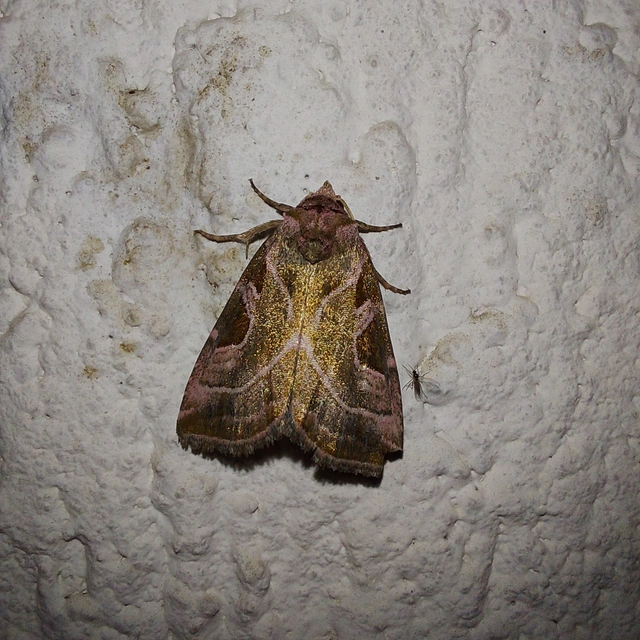 Eucarta virgo - mocsári ametisztbagoly