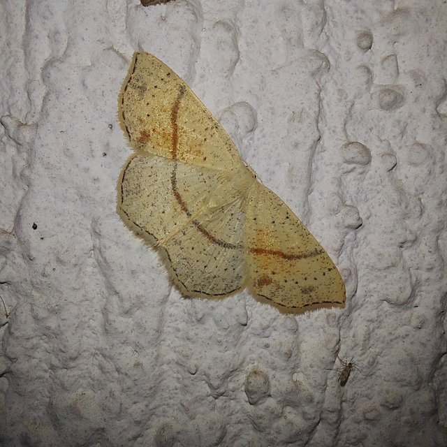 Cyclophora punctaria - sávos pettyesaraszoló
