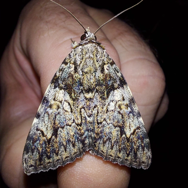 Catocala promissa - kis tölgyfa-övesbagoly