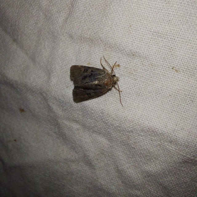 Oligia latruncula - fekete dudvabagoly