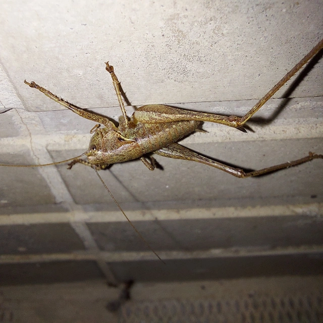 Pholidoptera griseoaptera - szürke avarszöcske