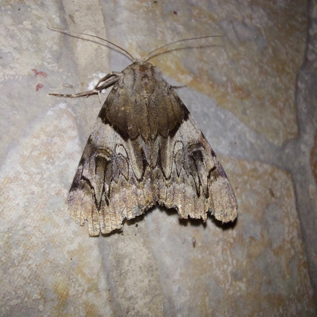 Catocala fulminea - galagonya-övesbagoly