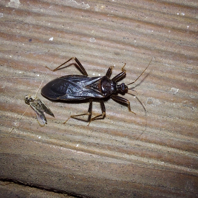 Reduvius personatus - szemetes zugpoloska