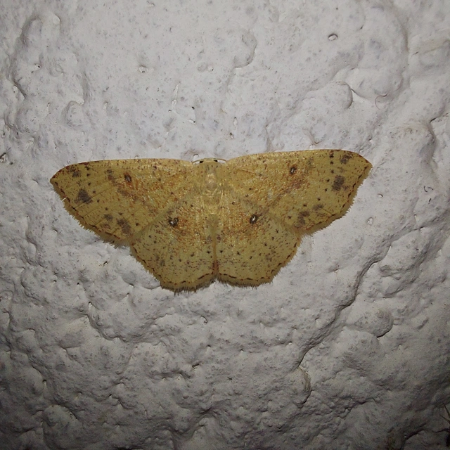 Cyclophora porata - körös pettyesaraszoló