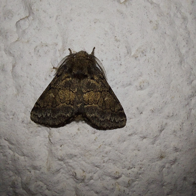 Gluphisia crenata - kormos púposszövő