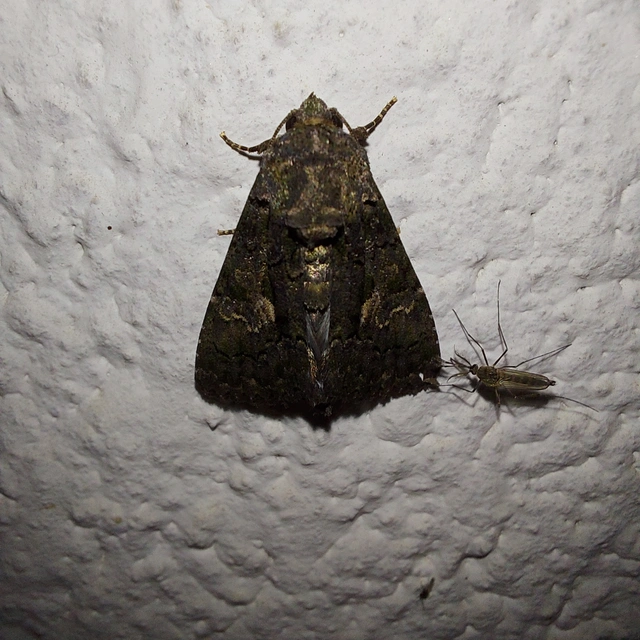 Anophia leucomelas - déli folyófűbagoly