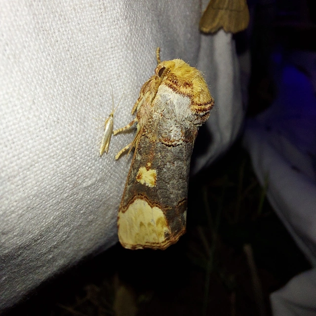 Phalera bucephaloides - magyar púposszövő
