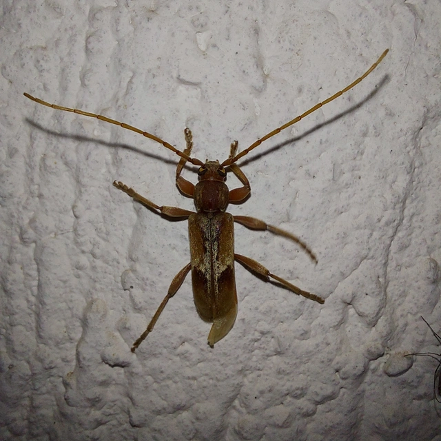 Trichoferus pallidus - sápadt éjicincér