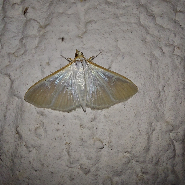 Palpita vitrealis - hófehér tűzmoly