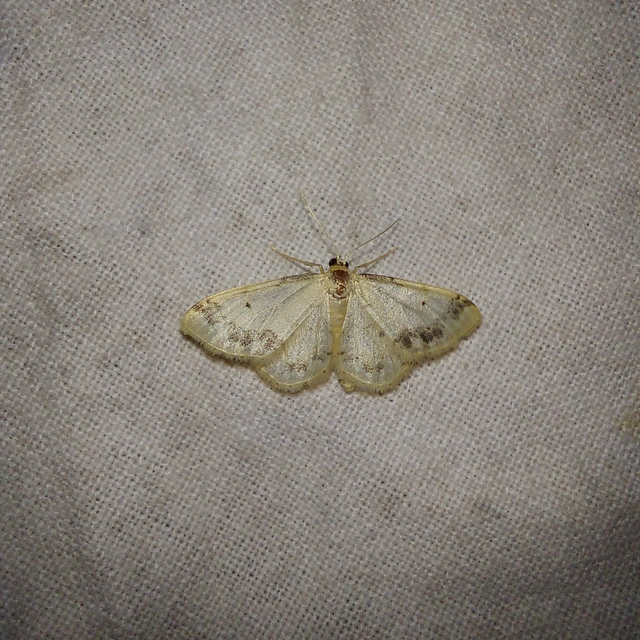 Idaea trigeminata - csúcsfoltos apróaraszoló