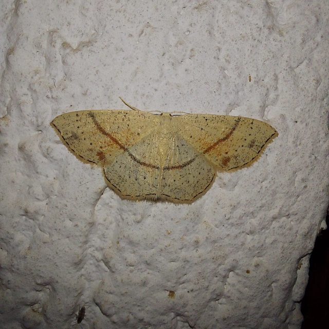 Cyclophora punctaria - sávos pettyesaraszoló