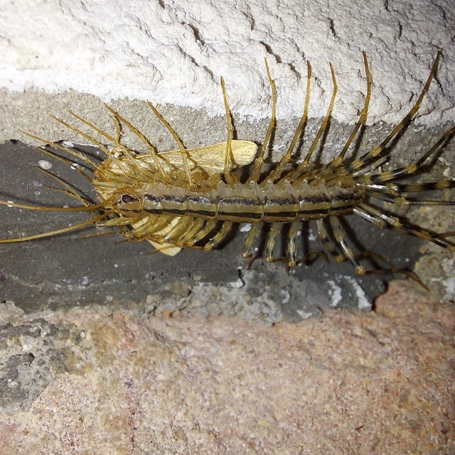Scutigera coleoptrata - légyölő pókszázlábú