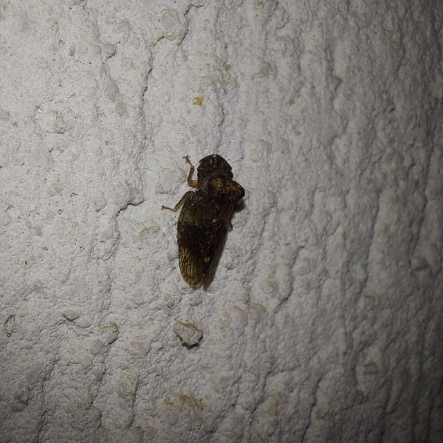 Ledra aurita - füleskabóca