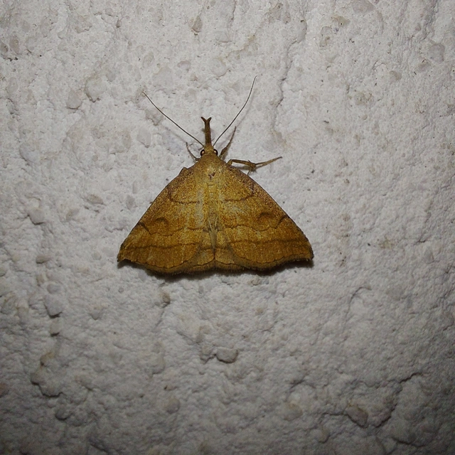 Polypogon gryphalis - láperdei karcsúbagoly