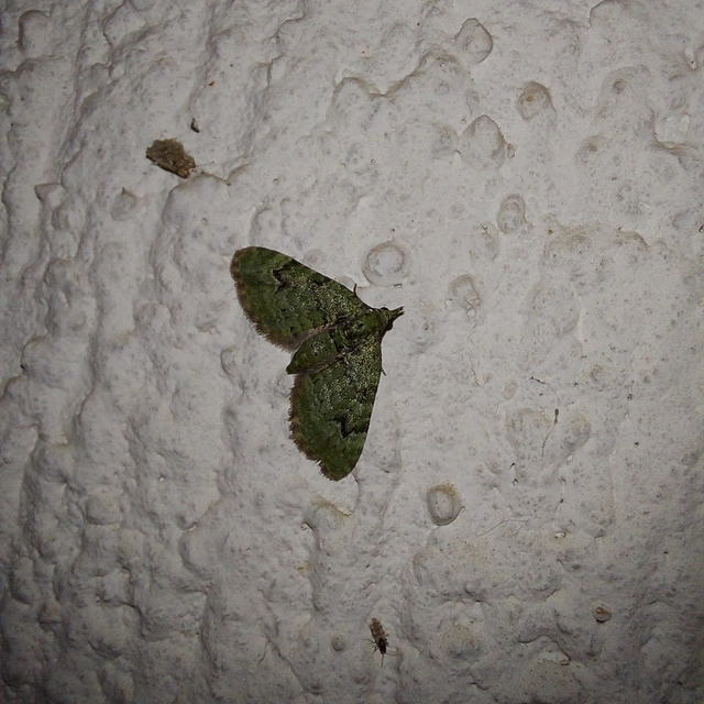 Chloroclystis v-ata - zöldes törpearaszoló