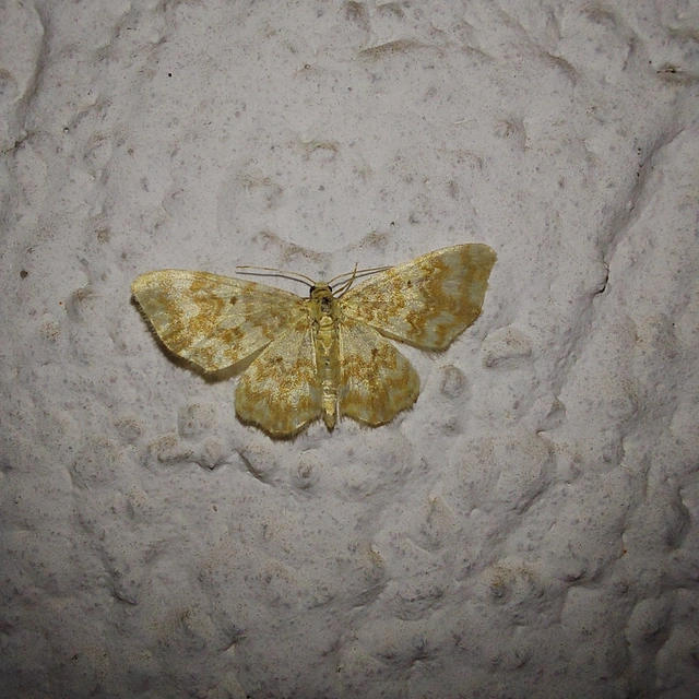 Hydrelia flammeolaria - narancssárga araszoló