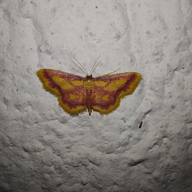 Idaea muricata - mocsári pirosaraszoló