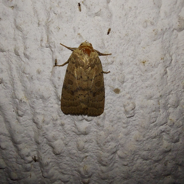 Hoplodrina octogenaria - barna selymesbagoly