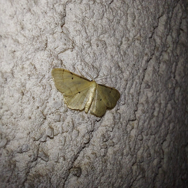 Idaea politaria - vonalas apróaraszoló