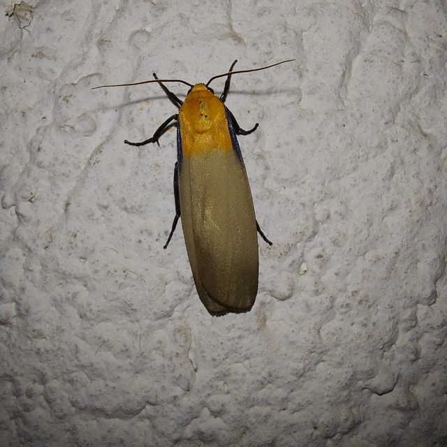 Lithosia quadra - négypettyes zuzmószövő