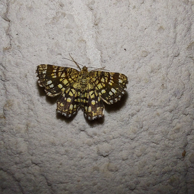 Chiasmia clathrata - rácsos rétiaraszoló