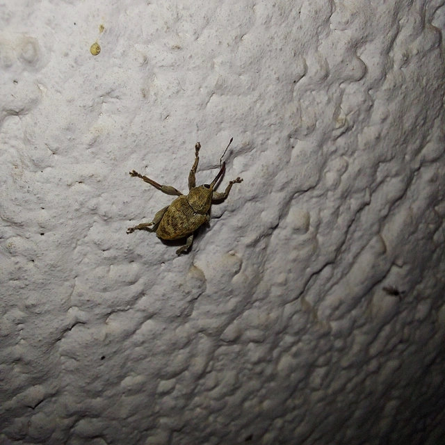 Curculio venosus - tarajos zsuzsóka