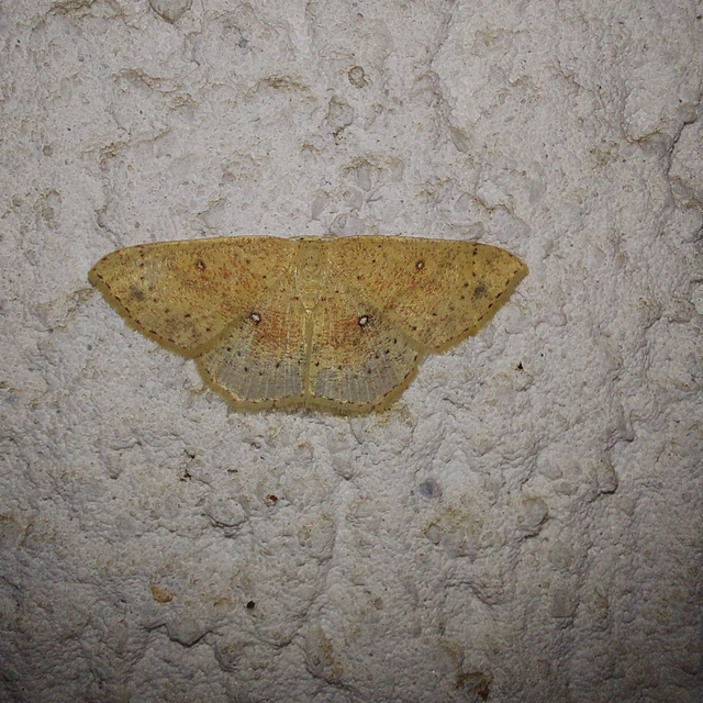 Cyclophora porata - körös pettyesaraszoló