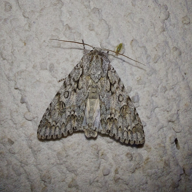 Acronicta aceris - vadgesztenye-szigonyosbagoly