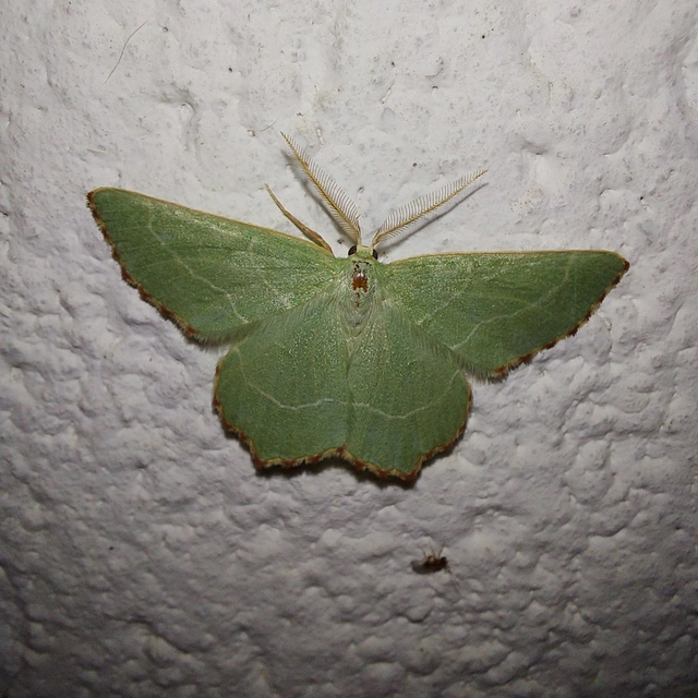 Thalera fimbrialis - csipkésszélű zöldaraszoló