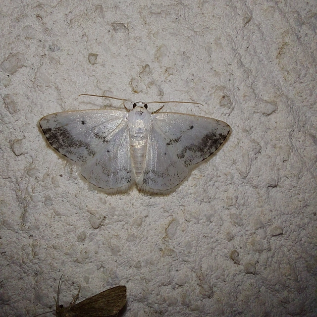 Lomographa temerata - foltos fehéraraszoló