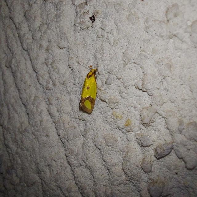 Agapeta zoegana - barnacsíkos sárgamoly