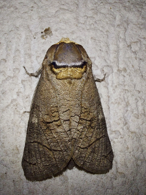 Cossus cossus - fűzfarontólepke