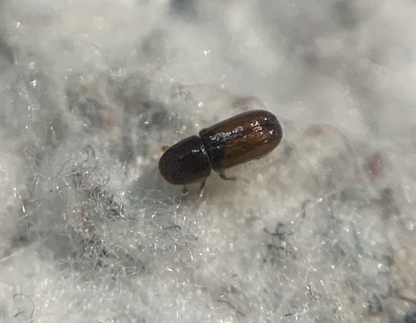 Pityogenes chalcographus - hatfogú firkálószú