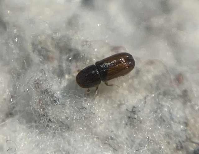 Pityogenes chalcographus - hatfogú firkálószú