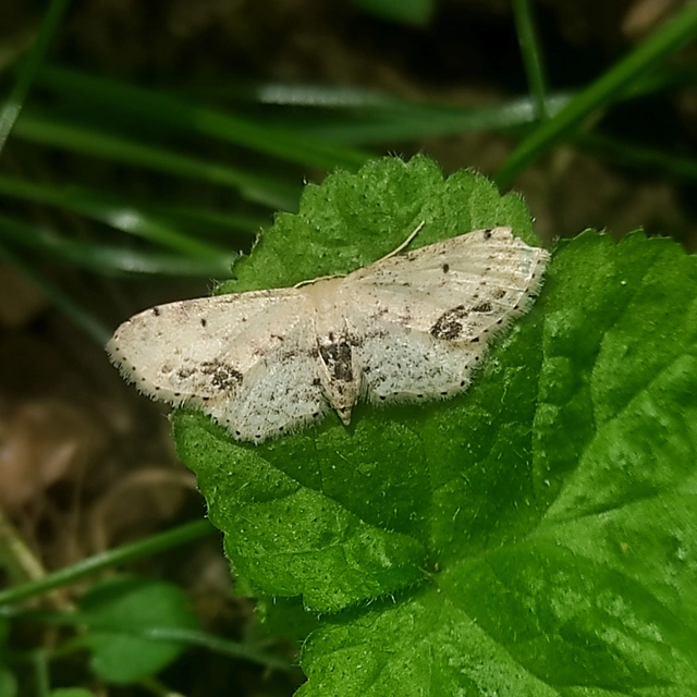 Idaea dimidiata - gyakori apróaraszoló