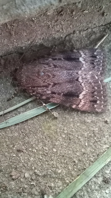 Amphipyra pyramidea - fahéjszínű bagoly