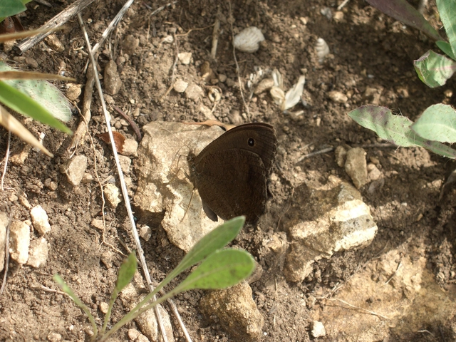 Minois dryas - fekete szemeslepke