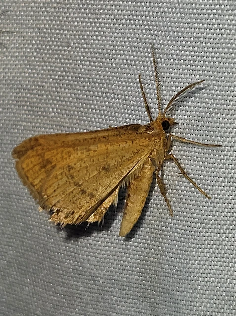 Tephrina arenacearia - lucerna-araszoló