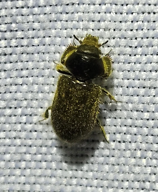 Heterocerus